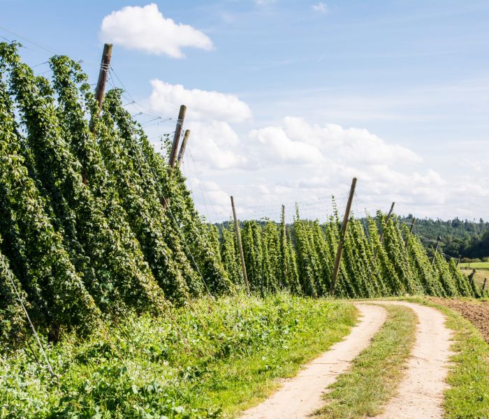 Hopfen, Natur und Kultur: Die Hollertau hat alles zu bieten! (Foto: AdobeStock - manfredxy 70356178)