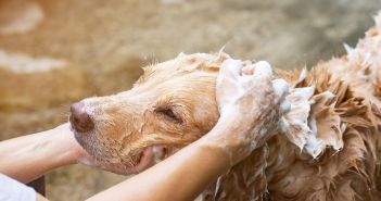 Natürliche Hundepflege mit purapep Care Manuka-Öl Hundeseife (Foto: AdobeStock - Mohwet 627765092.jpeg)